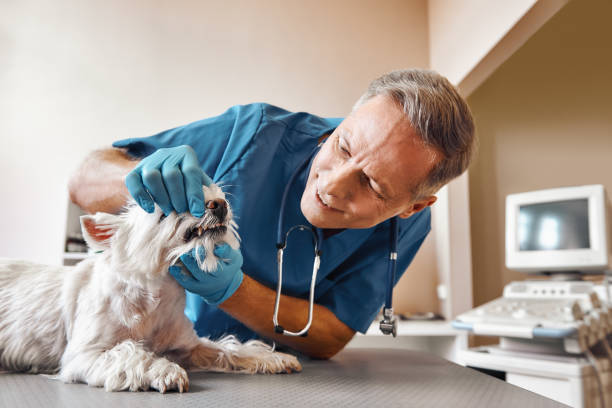 Best Emergency Gum Treatment in Ladera Heights, CA